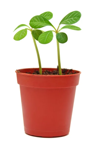 Seedling — Stock Photo, Image