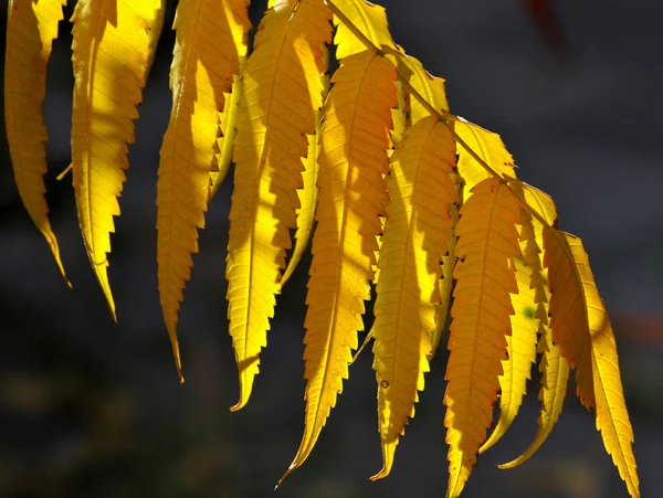 Żółte liście — Zdjęcie stockowe