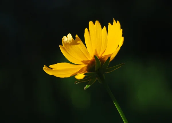 Yellow daisy — Stock Photo, Image