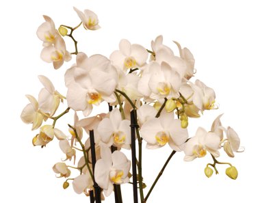 Orkide beyaz zemin üzerine