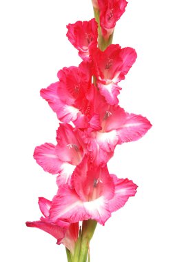 Glayöl beyaz zemin üzerine