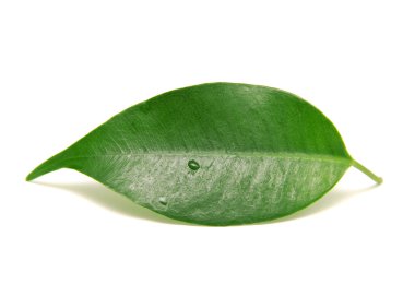 απομονωμένες μονόφυλλη