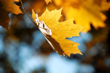Sarı yaprak