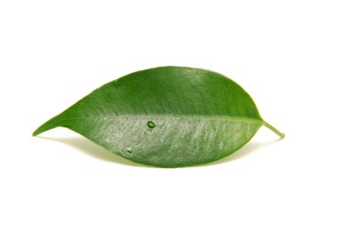 απομονωμένες μονόφυλλη