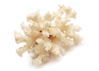 Beyaz arkaplanda mercan