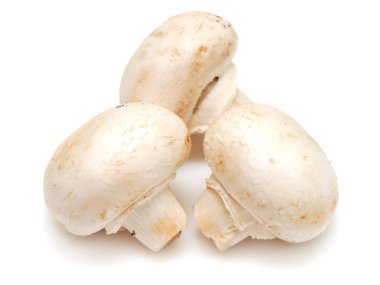 champignon mantarı