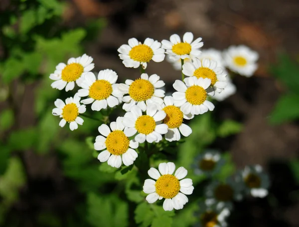 White daisy — Stock Photo, Image