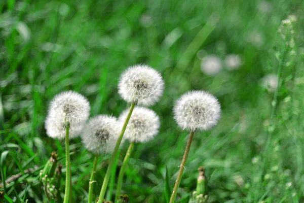 Paardenbloemen — Stockfoto