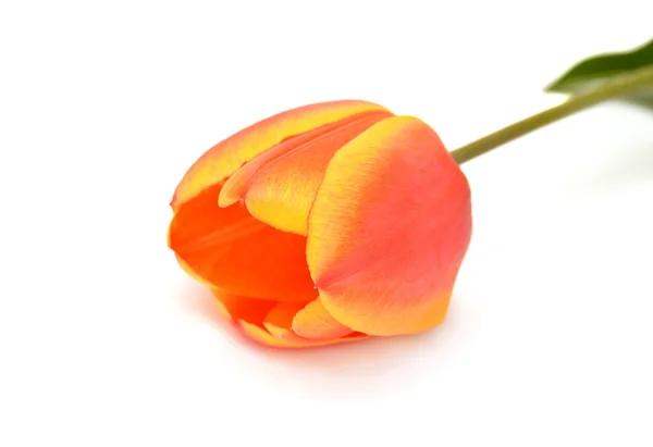 Prachtige tulp — Stockfoto