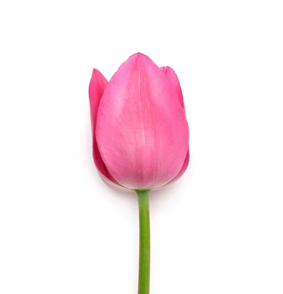 Tulipa rosa — Fotografia de Stock