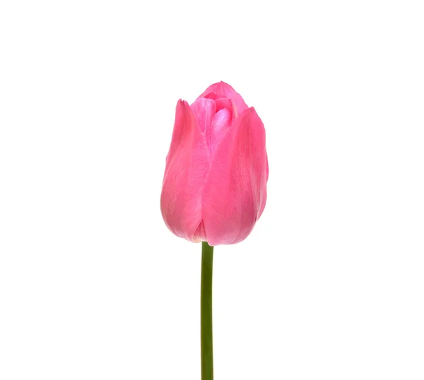 粉红郁金香 — 图库照片