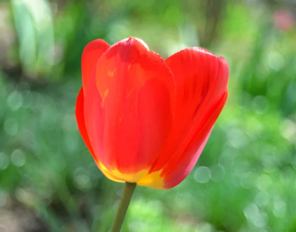 Rote Tulpe — Stockfoto