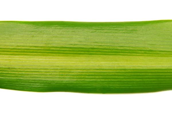 Single isolated leaf — Stock Photo, Image