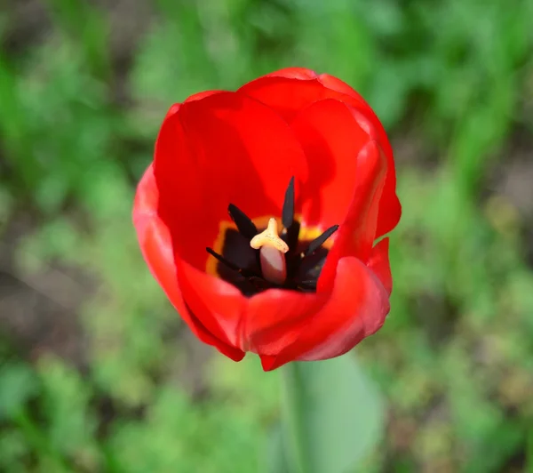 Rote Tulpe — Stockfoto