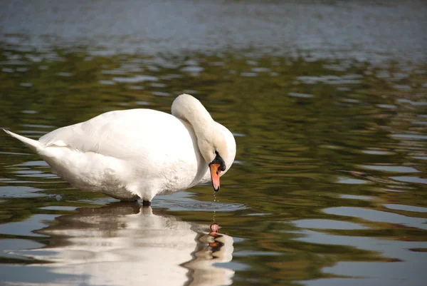 Cisne na água do lago — Fotografia de Stock