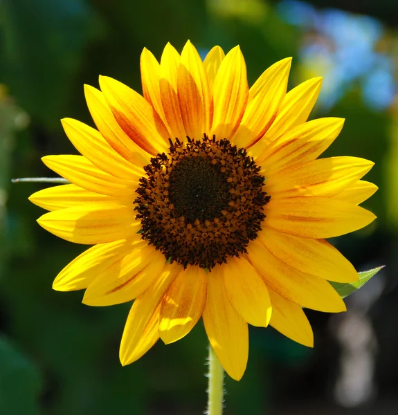 Mooie zonnebloem — Stockfoto