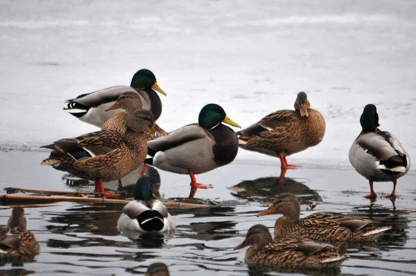 Wild duck — Stock Photo, Image
