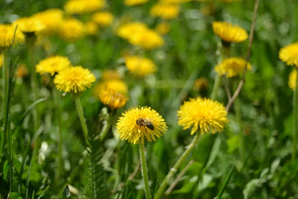 Dandelions and bee — Stock Photo, Image