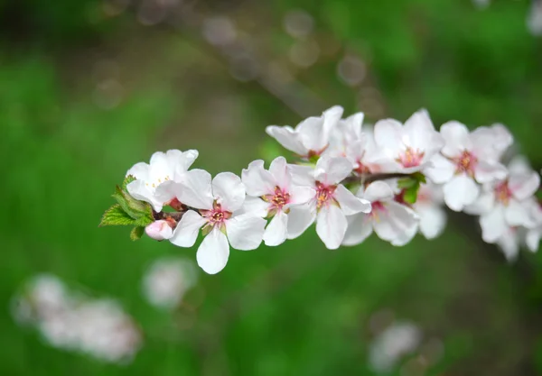 Branch apricots — Stock Photo, Image