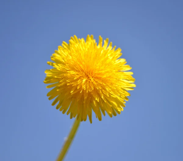 Gele paardebloemen — Stockfoto