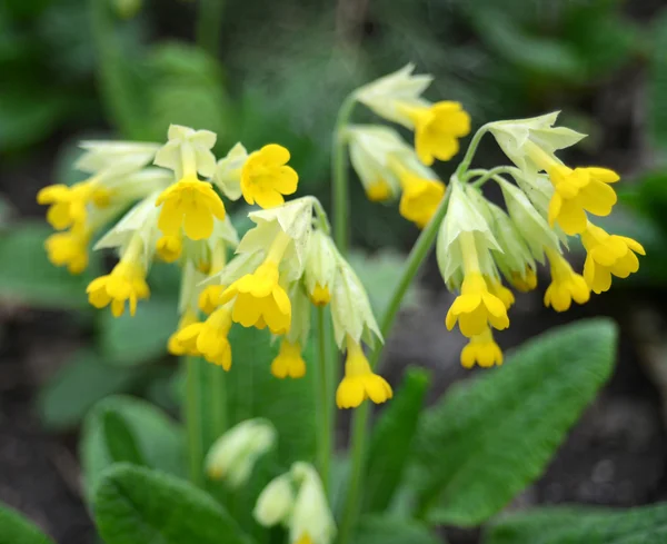 Primula gialla — Foto Stock