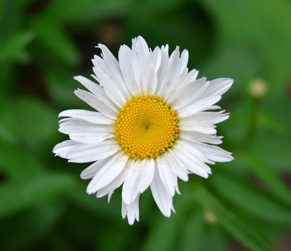 White daisy — Stock Photo, Image