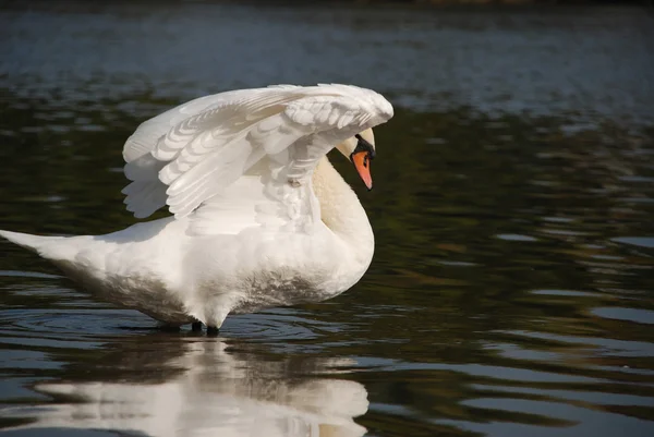 Cigno in un lago — Foto Stock