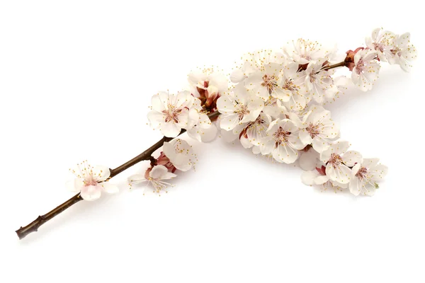 Branche de fleur d'abricot — Photo