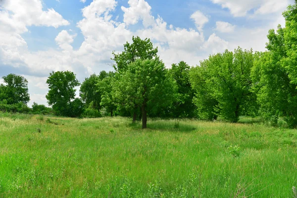 Bellissimi alberi — Foto Stock