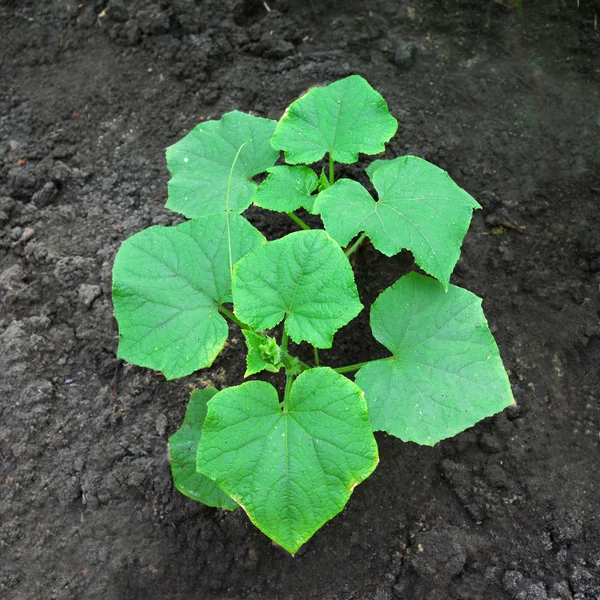 Gurke im Garten — Stockfoto