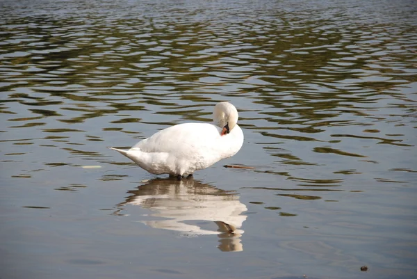 白鳥の湖の水に — ストック写真
