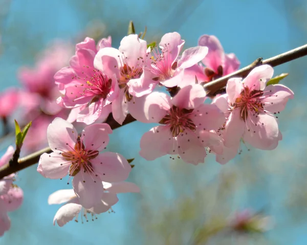 Pêche en fleurs — Photo