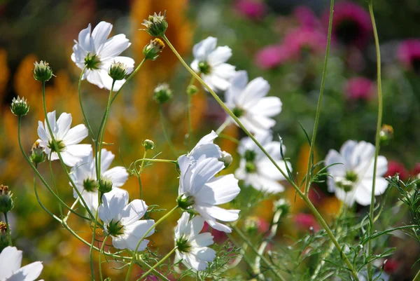 Witte margriet — Stockfoto