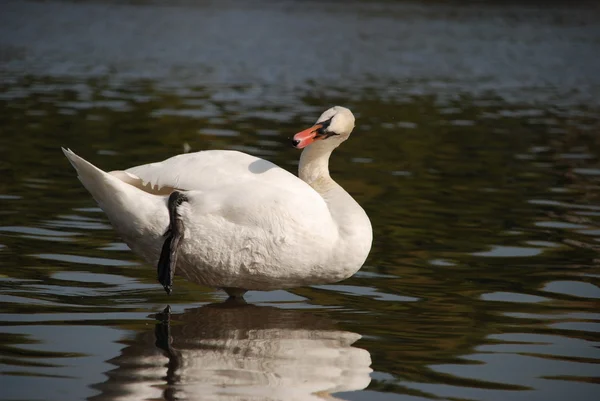 Labuť na jezeře — Stock fotografie