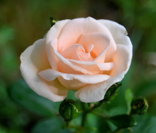 Pink rose — Stock Photo, Image