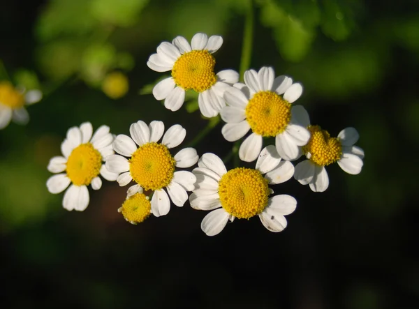 Marguerite blanche — Photo