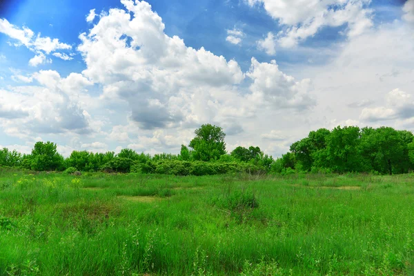 Bellissimi alberi — Foto Stock