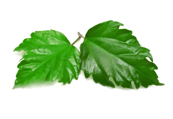 Dos hojas — Foto de Stock