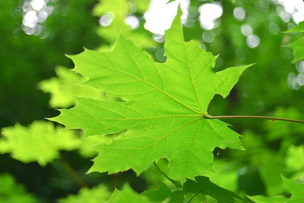 Feuille d'érable verte — Photo