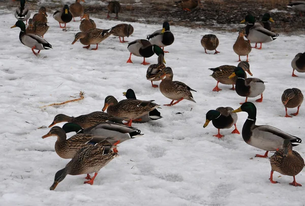 Wild duck — Stock Photo, Image