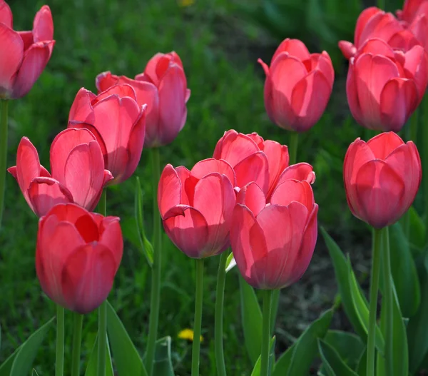 Rosa Tulpe — Stockfoto