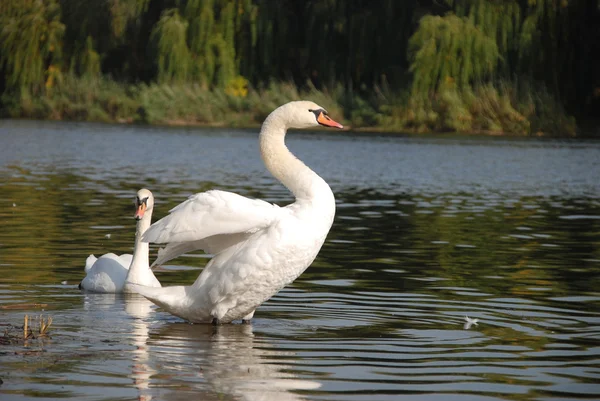 Cisne em um lago — Fotografia de Stock