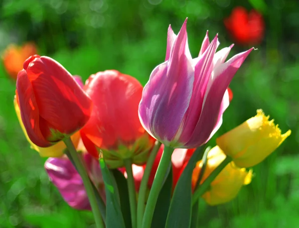 Beautiful bouquet — Stock Photo, Image