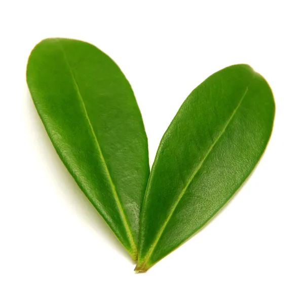 Green leaf — Stock Photo, Image