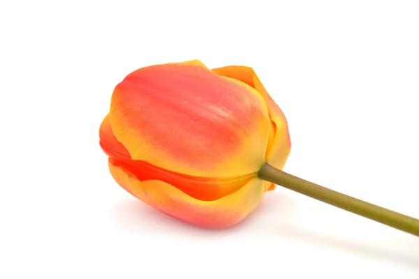 Hermoso tulipán — Foto de Stock