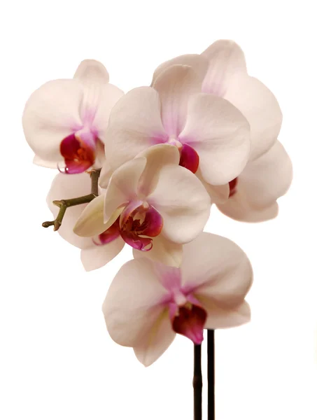 Orchidee — Stockfoto