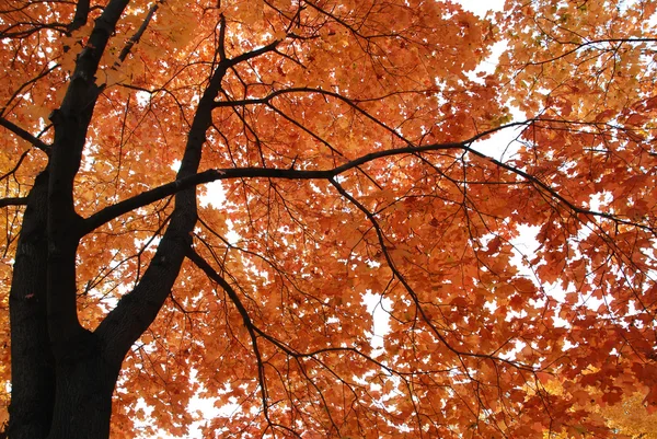 Árbol amarillo —  Fotos de Stock