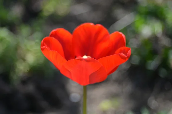 Rote Tulpe — Stockfoto