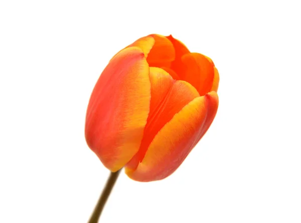 Schöne Tulpe — Stockfoto