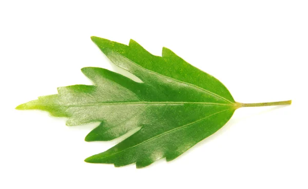 Hoja de hibisco —  Fotos de Stock